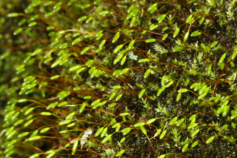 Herzogiella striatella